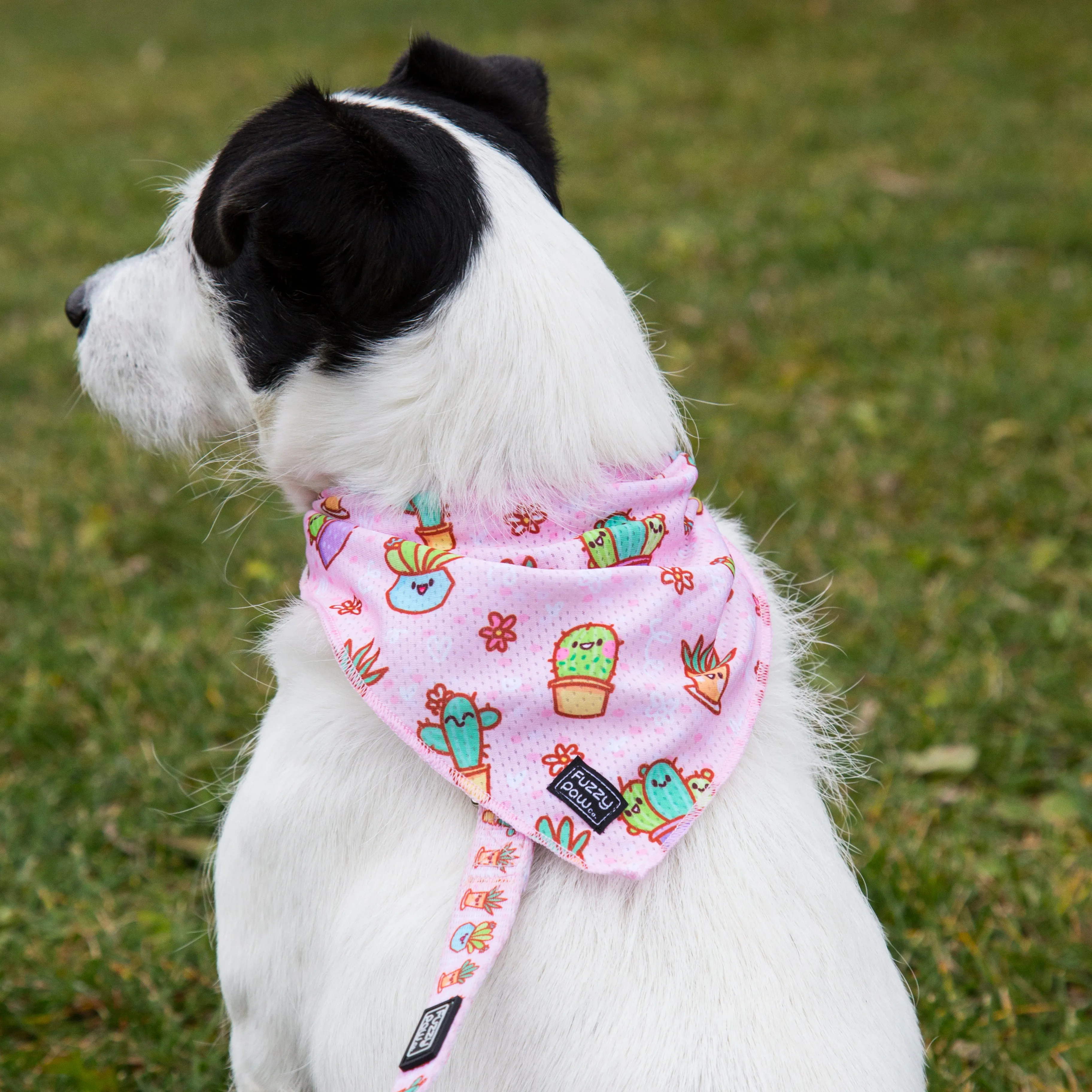 Bandana - Fancactus