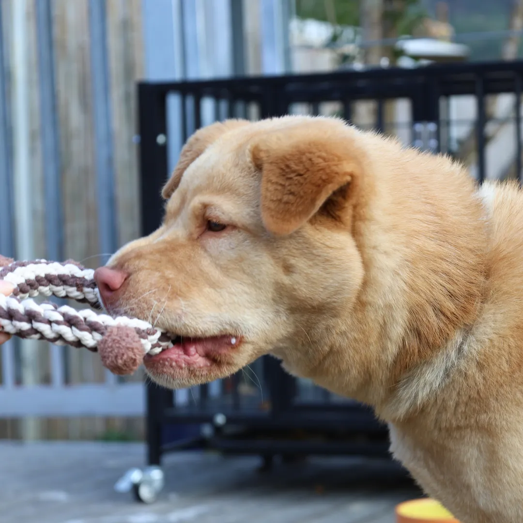 Daisy and Jasper Squeaky Plush Rope Toys