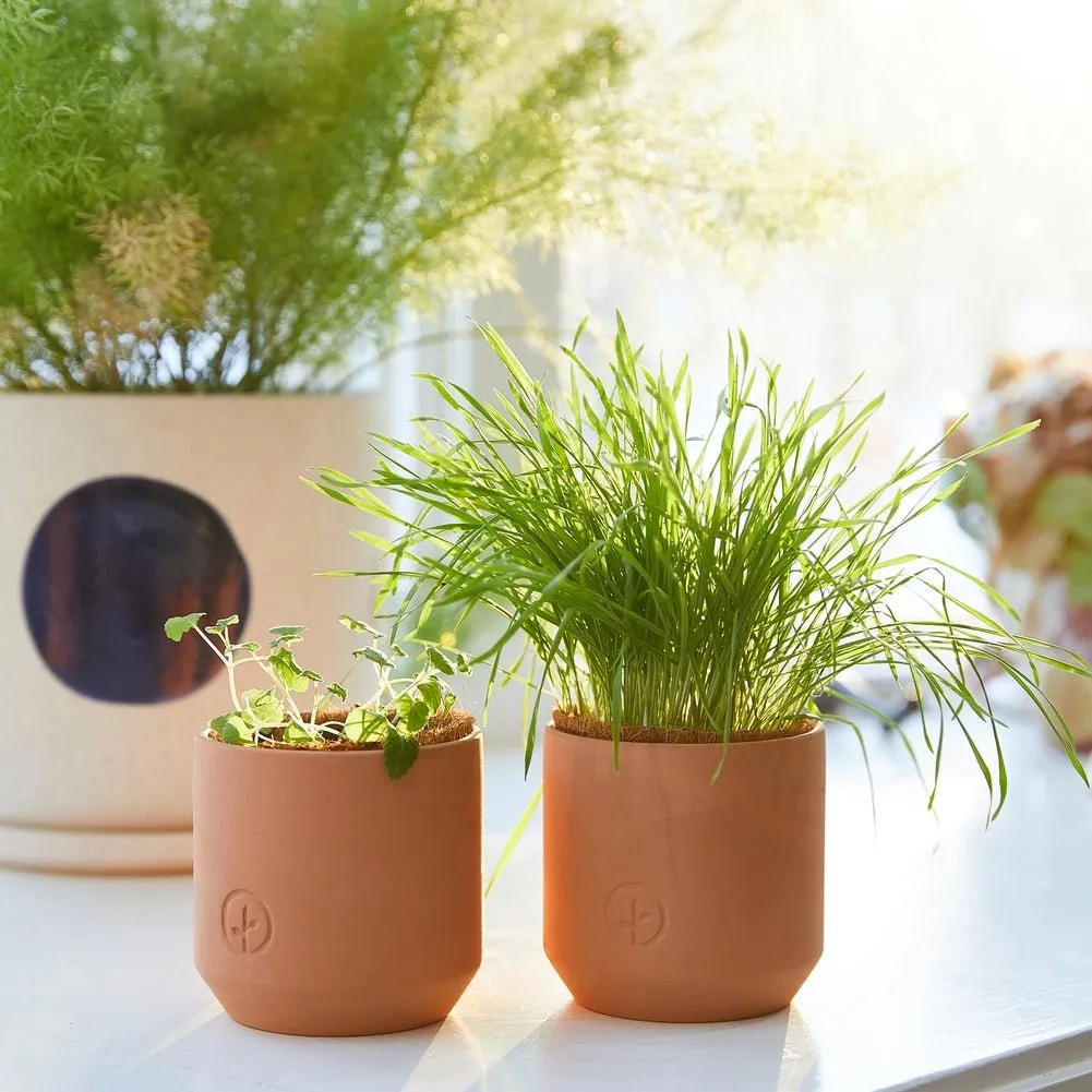 Good Dog Greens Terracotta Pet Grow Kits
