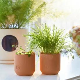 Good Dog Greens Terracotta Pet Grow Kits