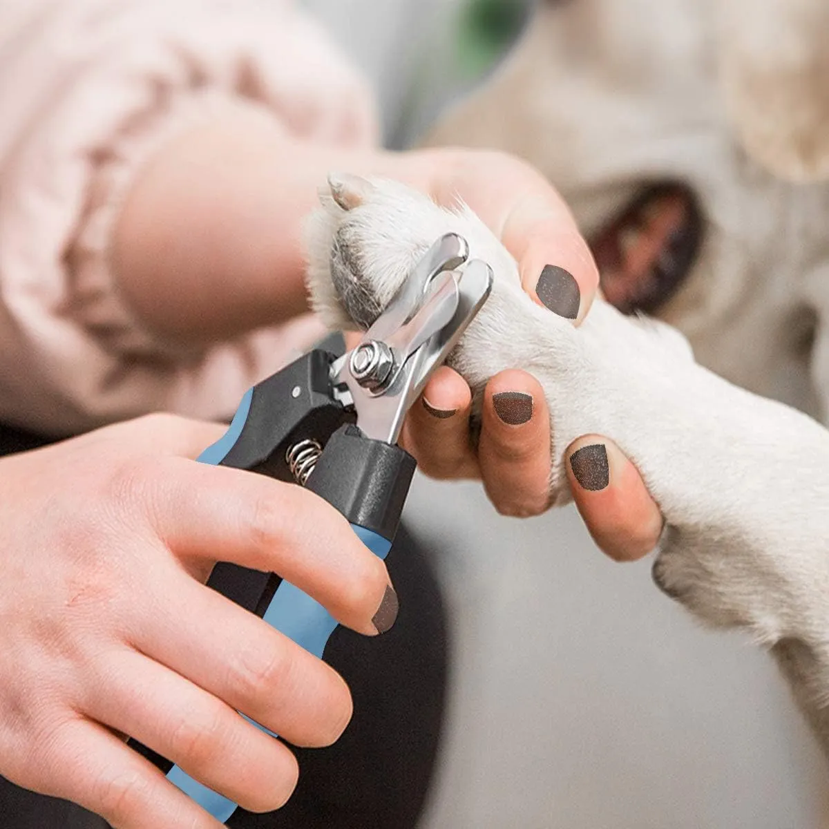Pet Nail Clippers and Trimmers Set Safety Guard to Avoid Over Cutting Razor Sharp Blades Grooming Tool for All Small Large Dog Cat (Blue/Black)