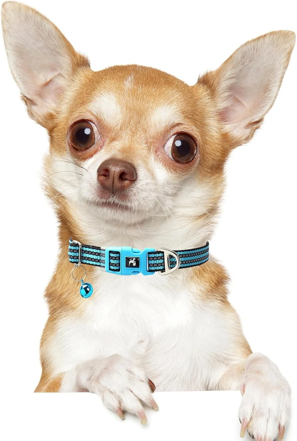 Reflective Small Dogs Collar with Bell - Nylon Adjustable Collar for XS & S Dogs High Visibility for Night Walks, for Puppies (Blue S)
