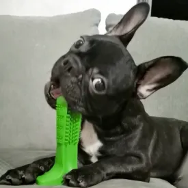 World's Most Effective Frenchie Toothbrush (WS06)
