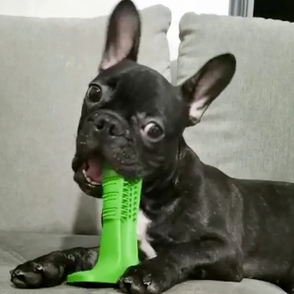 World's Most Effective Frenchie Toothbrush (WS06)